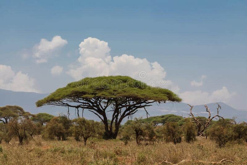 Acacia Trail