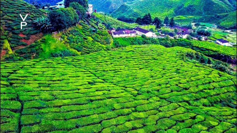Cameron Highlands