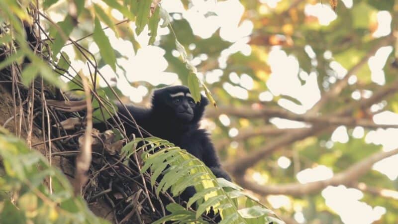 Gibbon Trekking