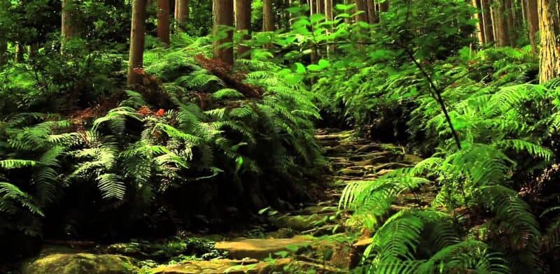Kumano Kodo, The Spiritual Trail