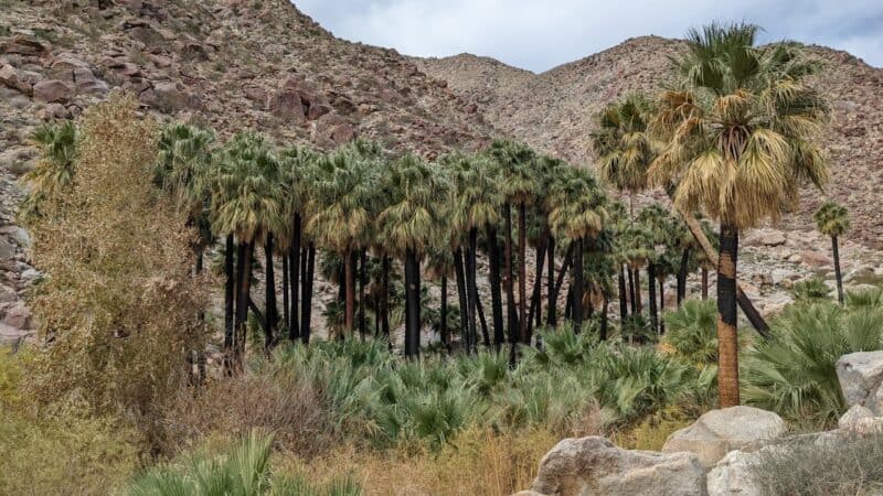 Palm Canyon Loop