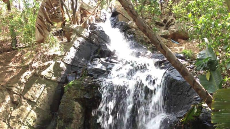 Pretoria National Botanical Garden Trail