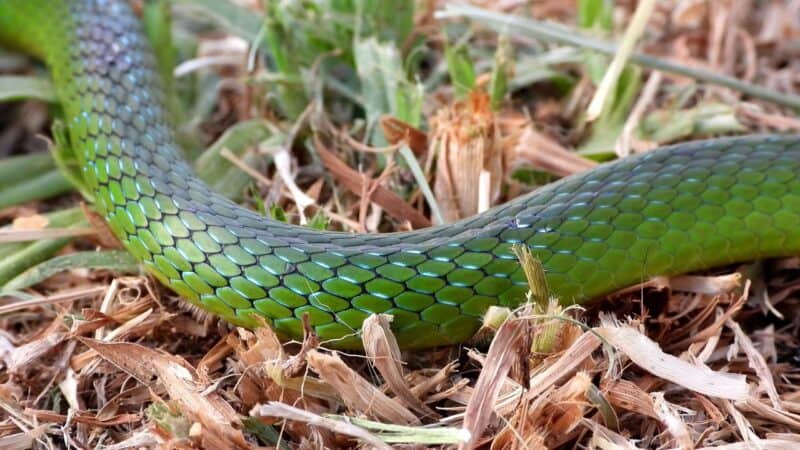 The Green Snake Hiking Trail