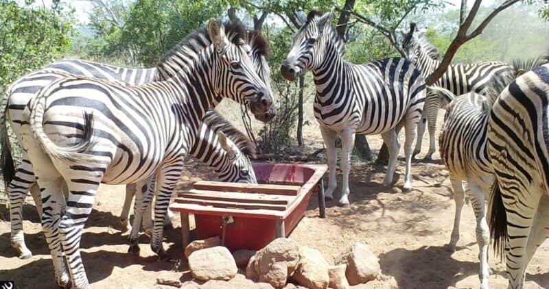 The Zebra Trail (a.k.a. F.R.O.G.S. Trail)